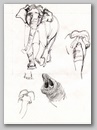 elephants16.jpg