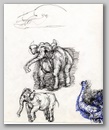 elephants17.jpg