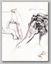 elephants19.jpg