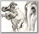elephants20.jpg